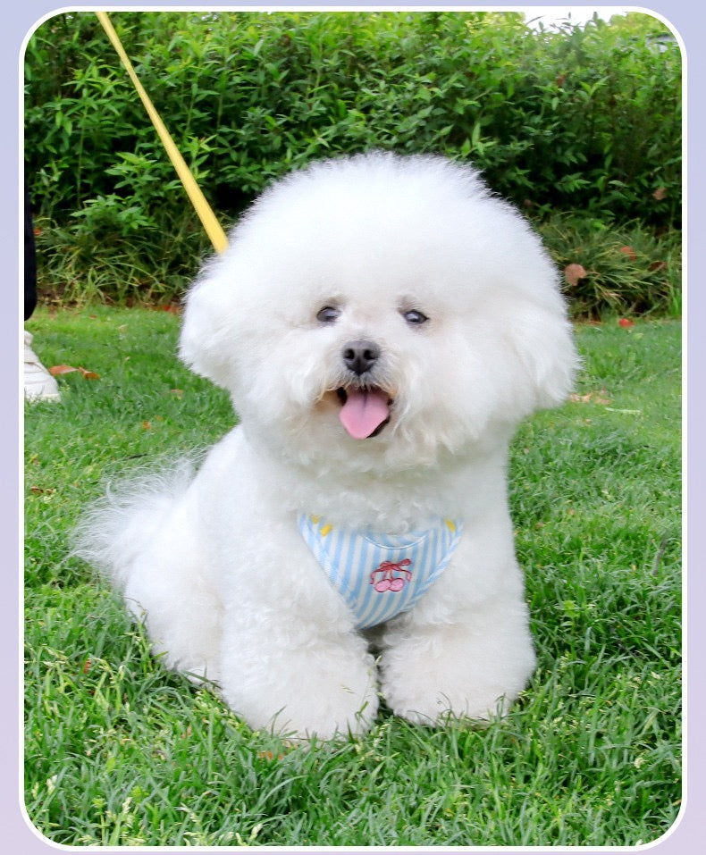 Cherry Embroidery Pet Harness with Leash & Toy Set